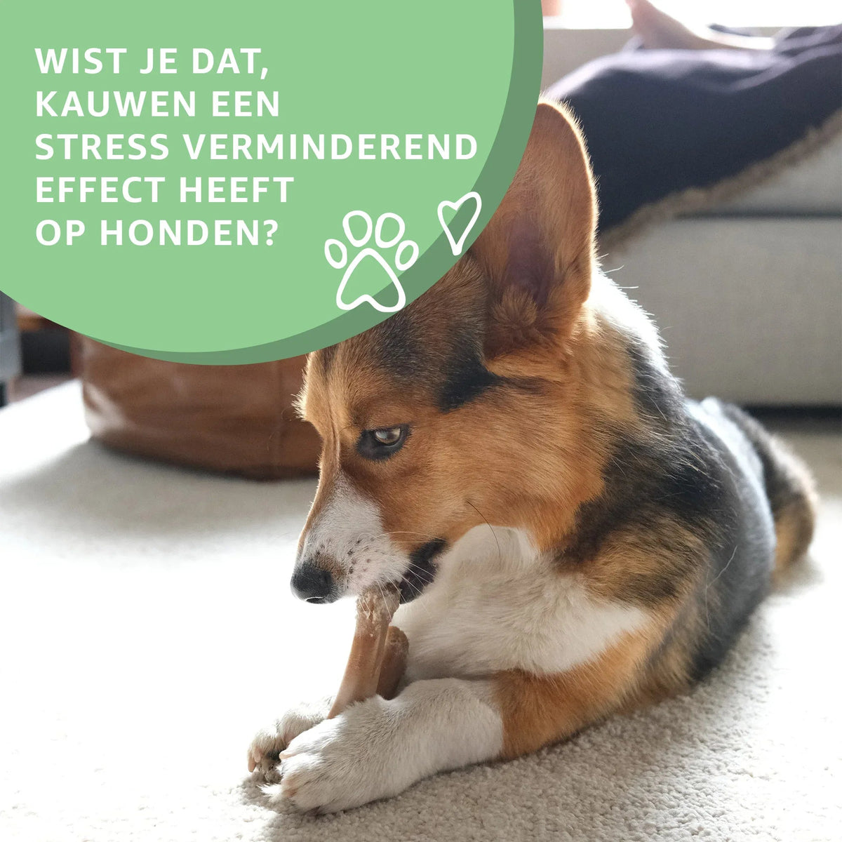 Tendones de Vacuno – Masticable Natural para Perros