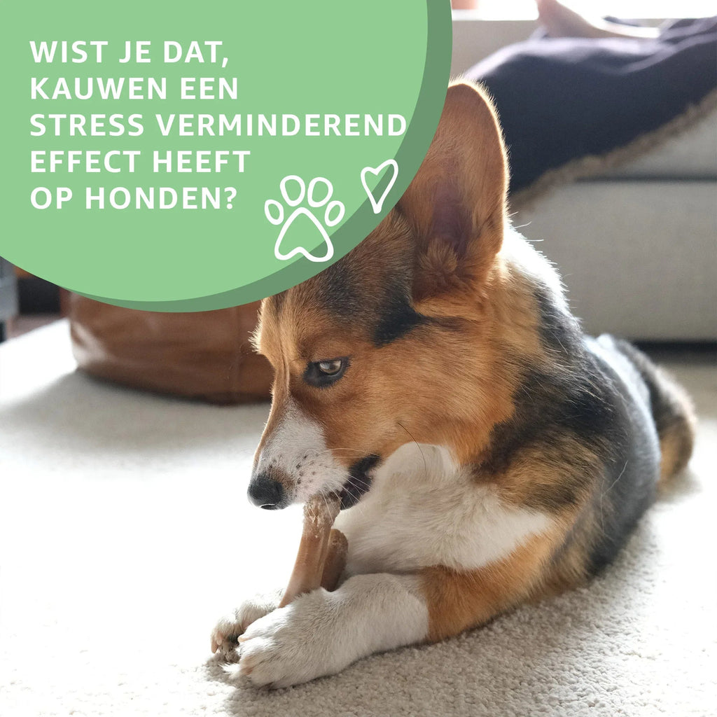 Hueso de Vacuno – Masticable Natural para Perros