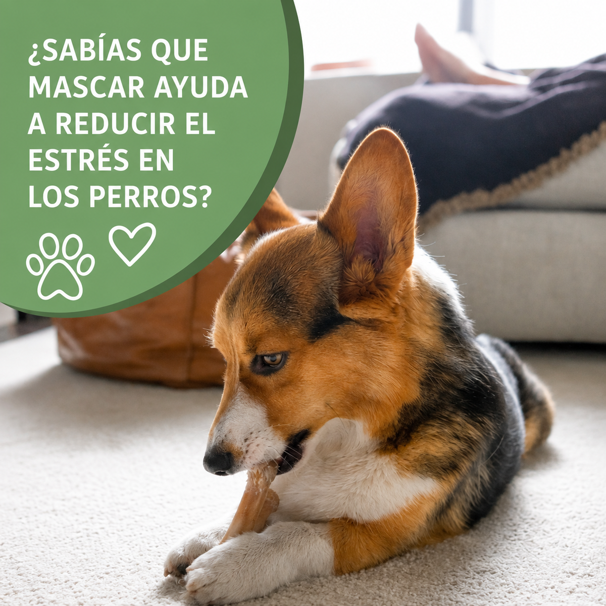 Orejas de Conejo Naturales para Perros